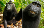 猴子自拍照 版权属猴子